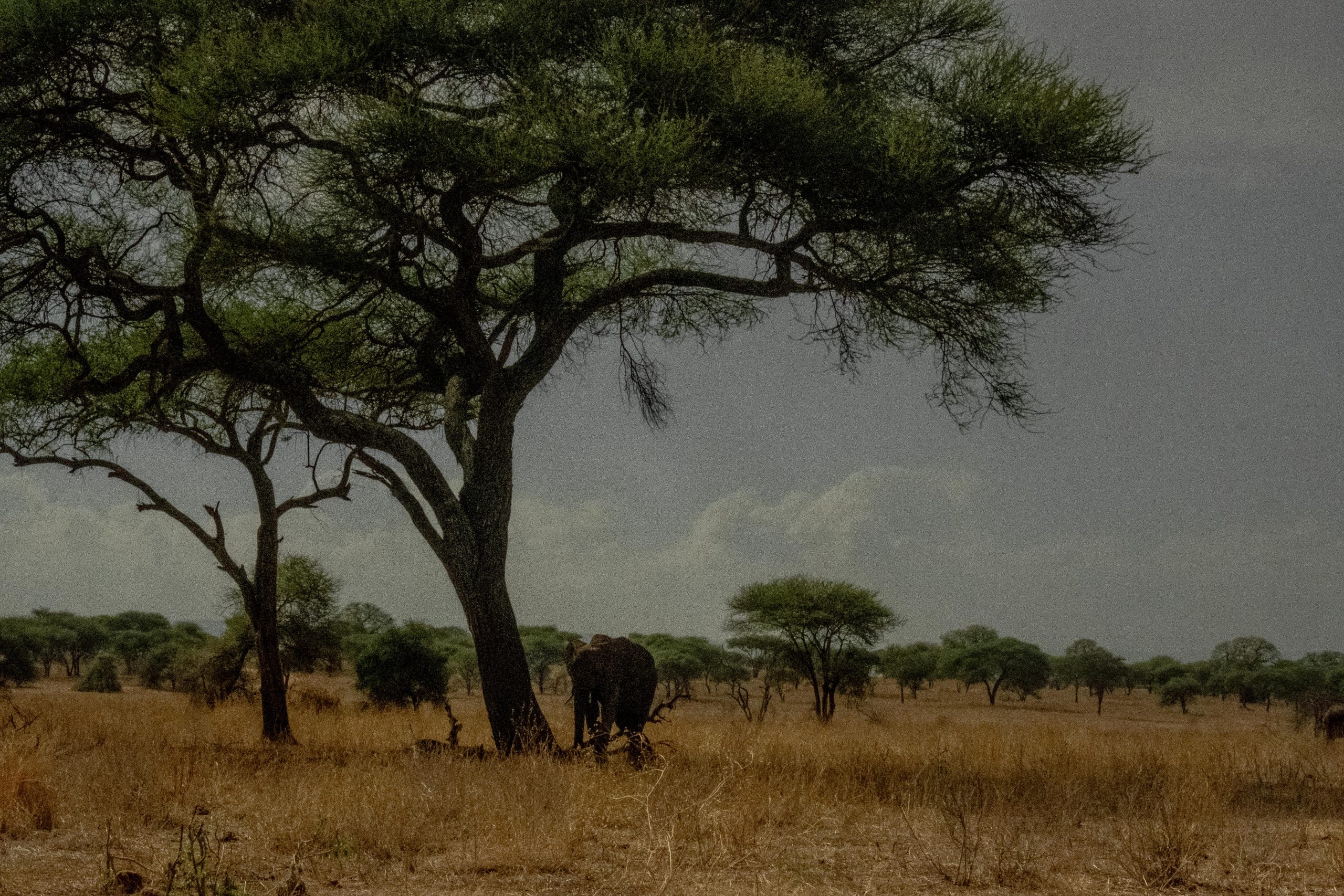 MY SAFARI1_10