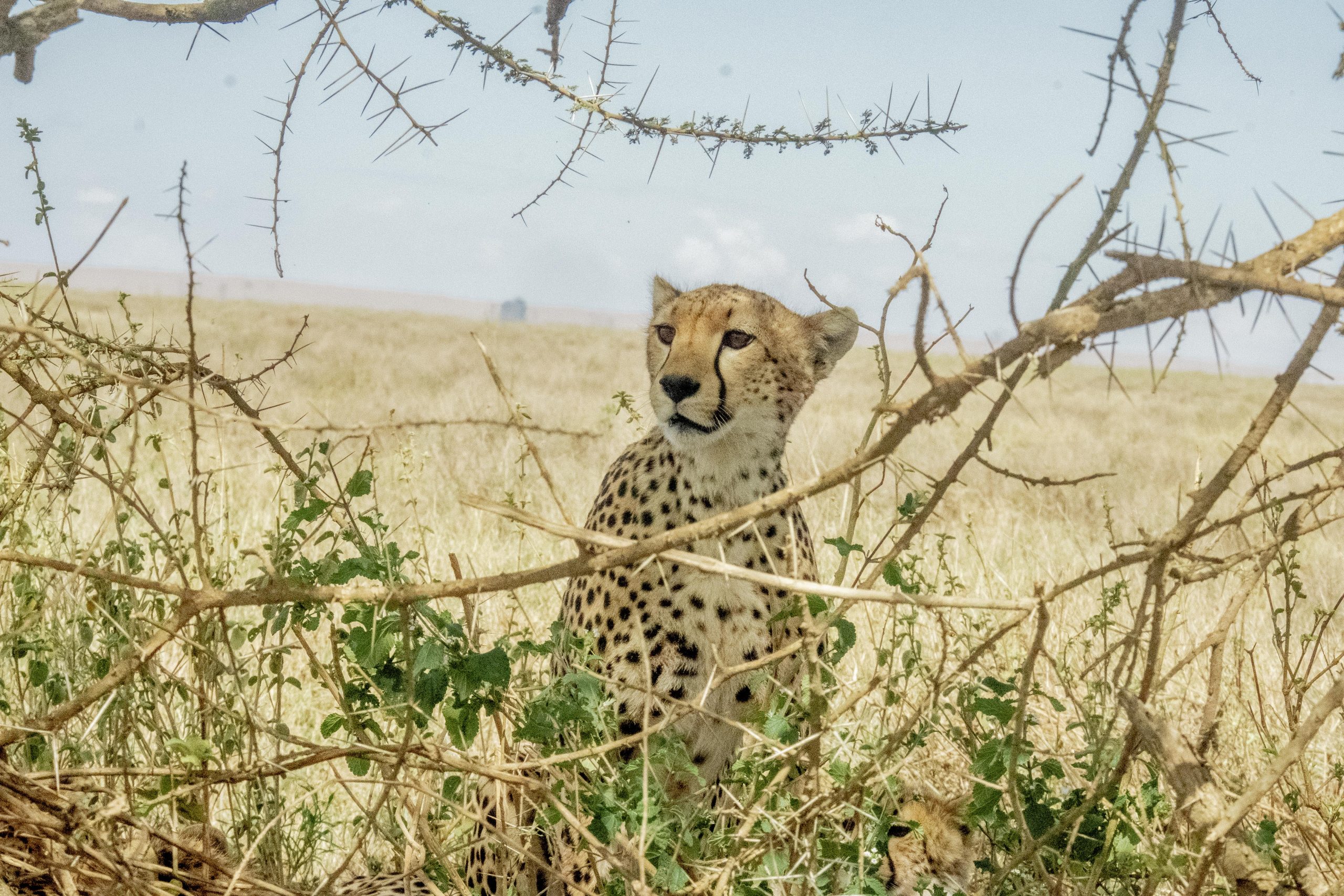 MY SAFARI1_133